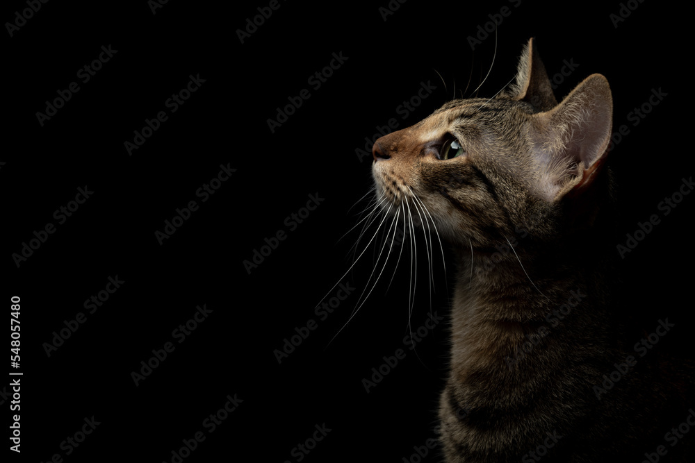 Portrait of a domestic cat with stripes and green eyes, on an isolated background of black color. Portrait of a domestic cat with stripes and green eyes, on an isolated background of black color.