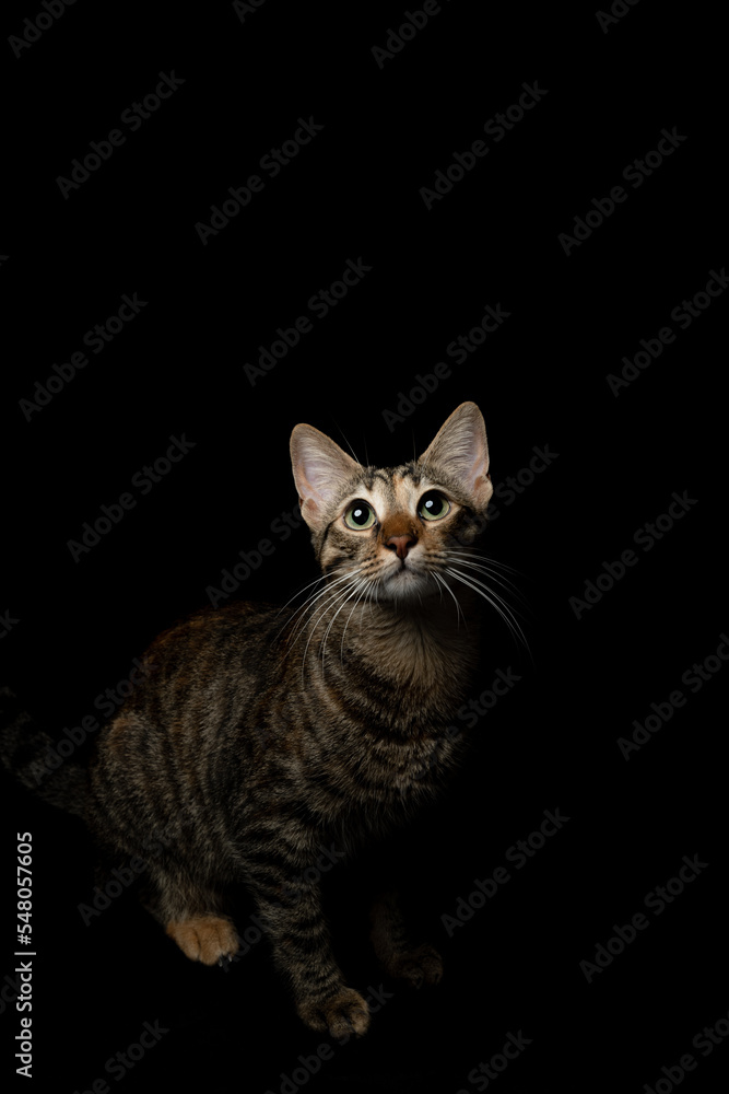 Portrait of a domestic cat with stripes and green eyes, on an isolated background of black color.