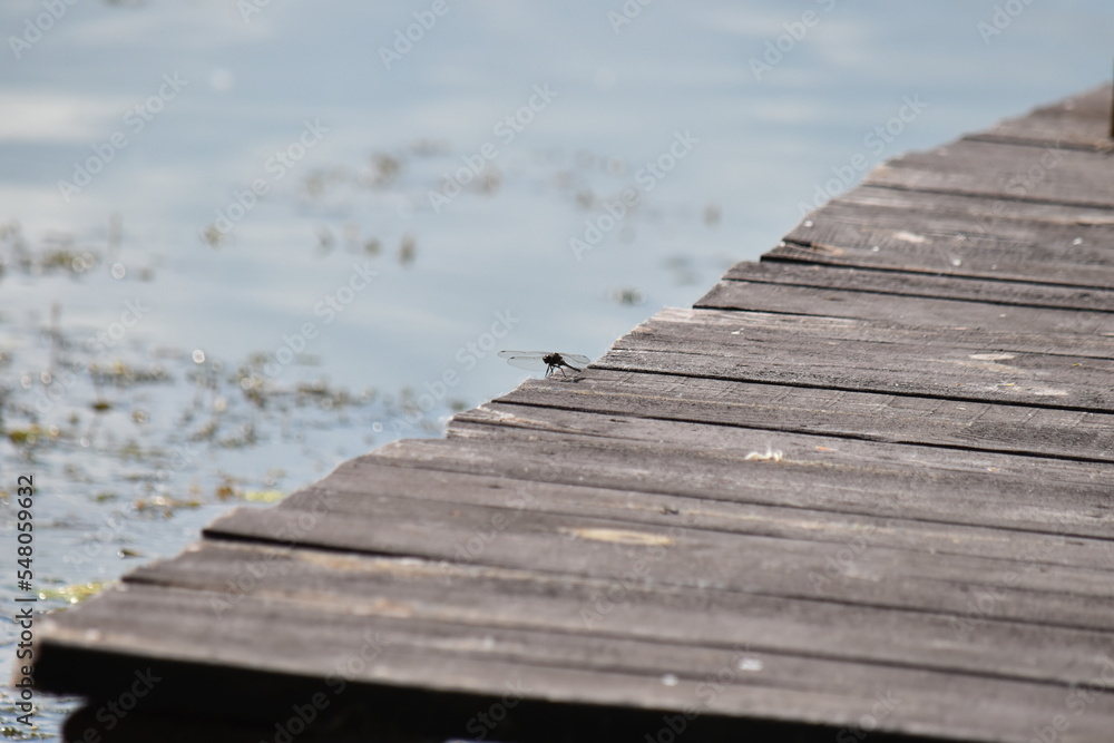bridge bridge
