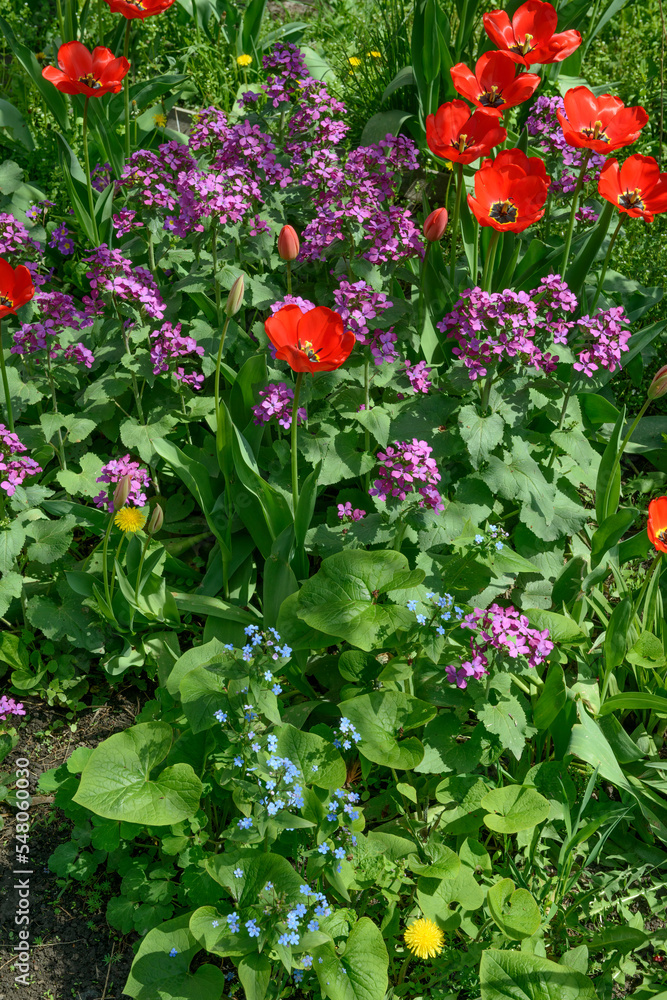 Multicolor flower bed with tulips and Lunaria at backyard.