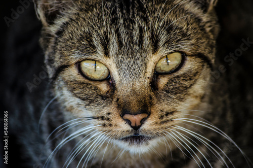 Portrait of a pretty stray cat staring