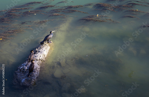 cormorans sur un rocher au bord de l'eau photo