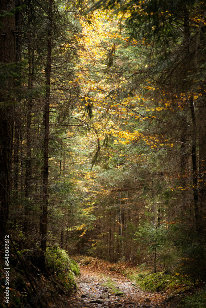 Fototapeta premium Forest path in autumn 
