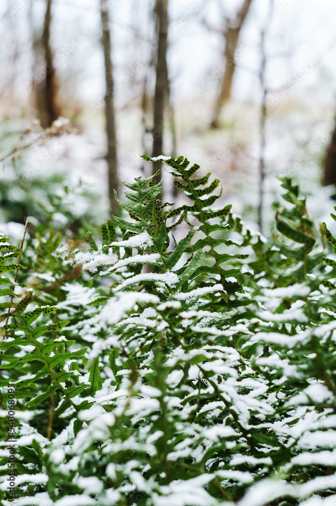 Snow on the green grass. Snow in the spring.