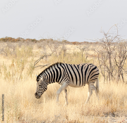 A picture of a zebra