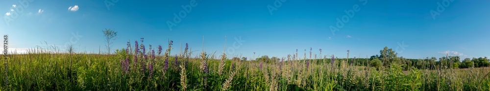 Bouquet of lupine summer flower background. Lupine fields with pink, purple and blue flowers. Beautiful wildlife, sunny summer. Panorama of blue flowers