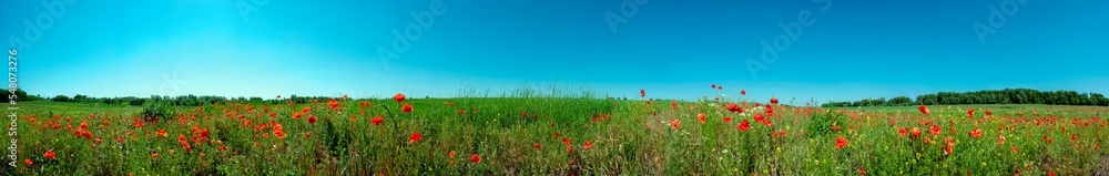 Panorama of a poppy field in the countryside in summer near the highway