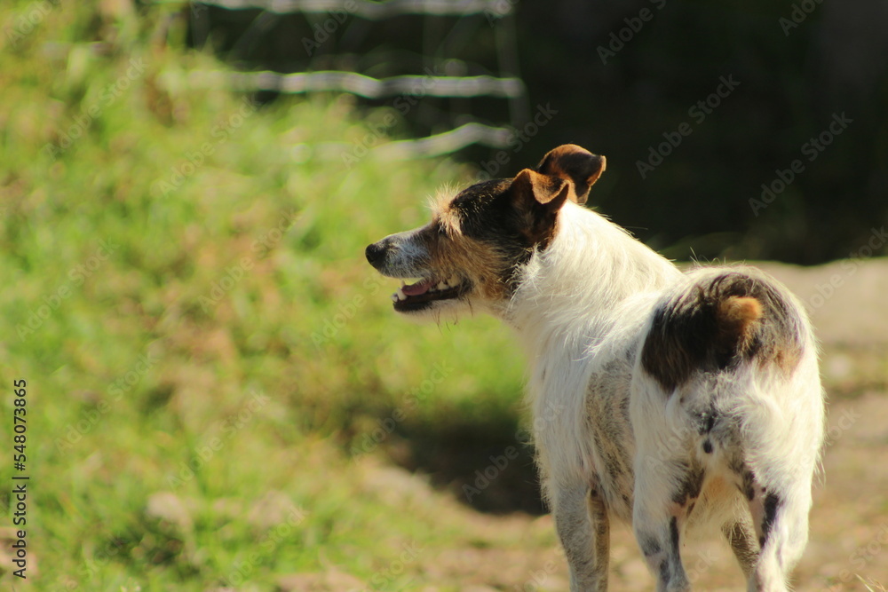 Obraz premium jack russell terrier