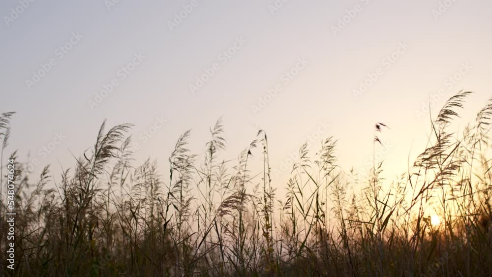 Reed grass flutter on wind against sunset.