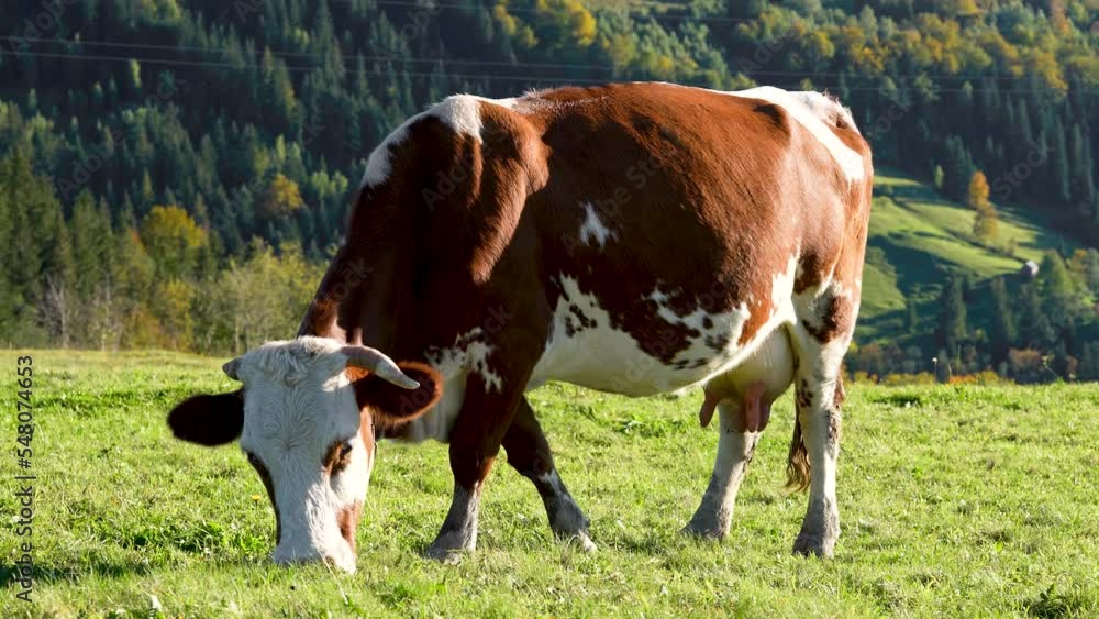 A cow grazes in a meadow against the backdrop of the Carpathian forest in the mountains. Ukrainian village. Wild Ukrainian nature and landscape. A cow grazes in a meadow against the backdrop of the Carpathian forest in the mountains. Ukrainian village. Wild Ukrainian nature and landscape.