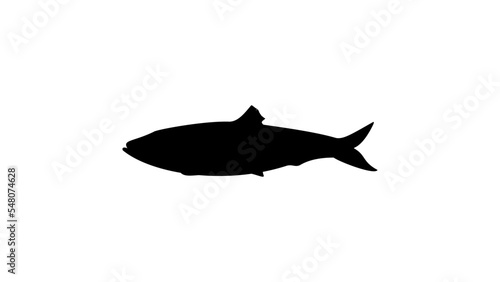 Herrings silhouette
