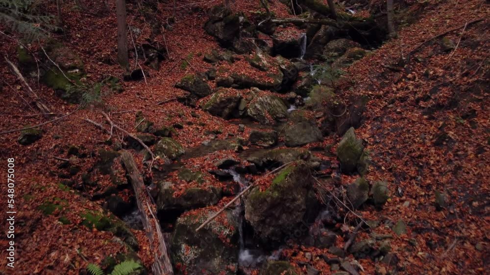 Flying between the trees in the autumn forest above the stream Flying between the trees in the autumn forest above the stream