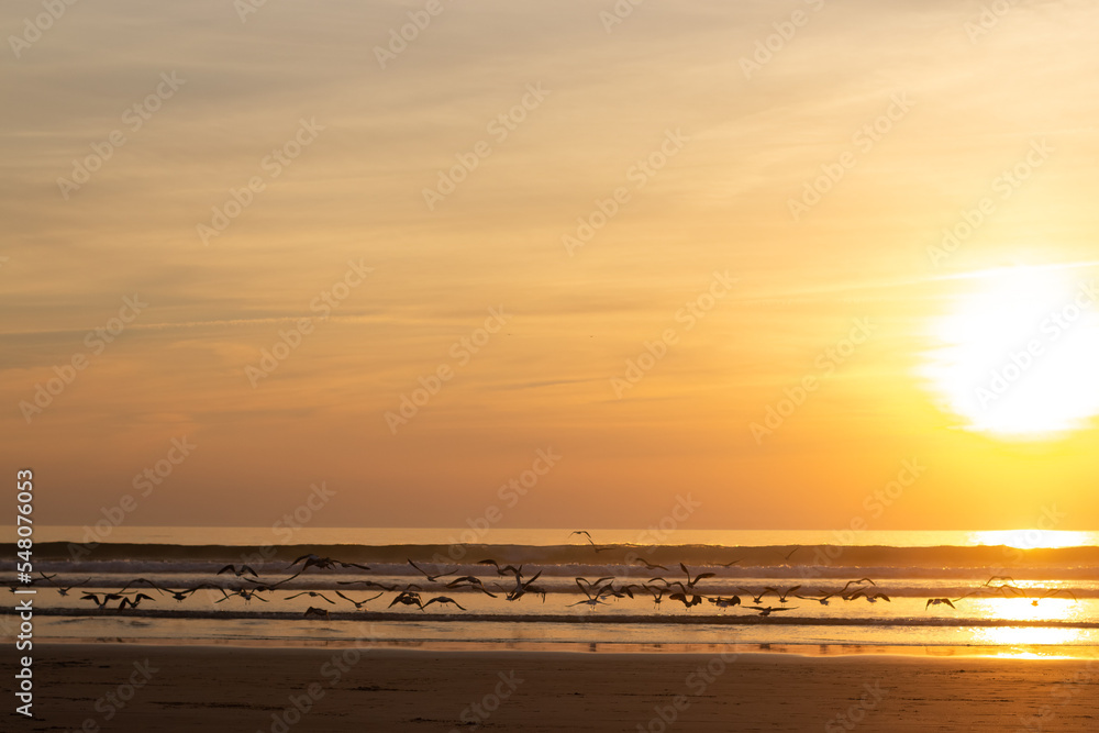 Obraz premium Seagulls flying on beach at sunset. Pack of birds in rays of setting sun. Nature, animal concept