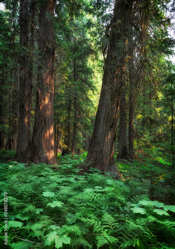 Fototapeta Naklejka Na Ścianę i Meble -  Ferns and Giant Cedars in Forest