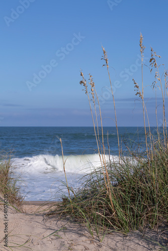 Sea Oats and Surf