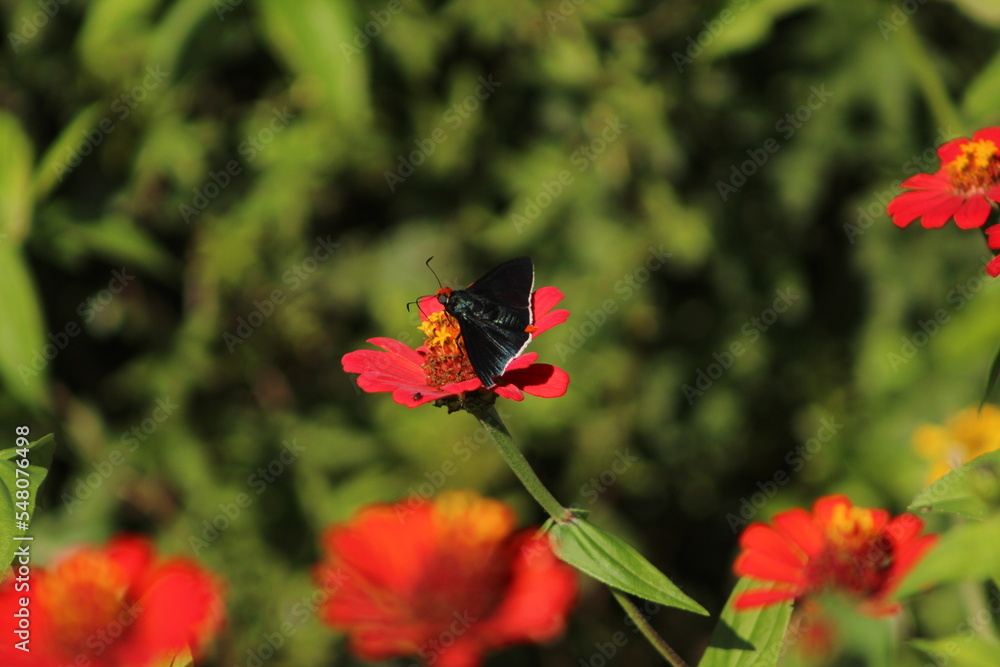 Fototapeta premium butterfly on flower