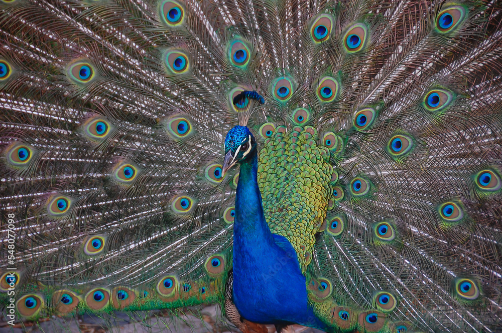 Fototapeta premium peacock with feathers out