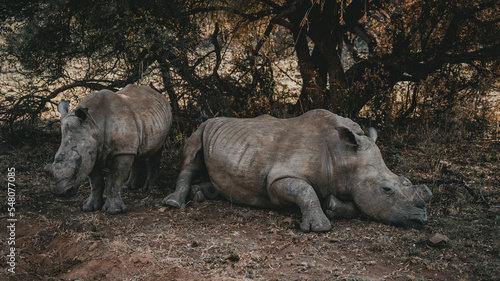 Rhino Snooze