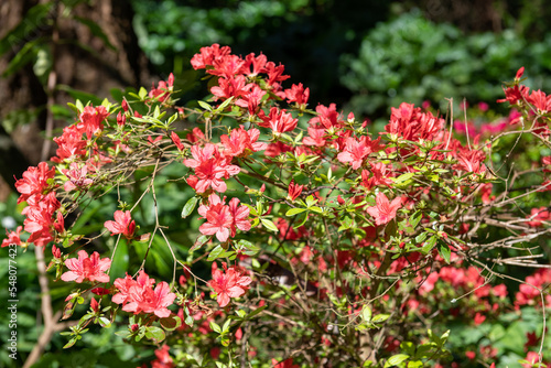 Early azalea (rhododendron prinophyllum) flowers in bloom