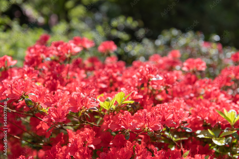 Early azalea (rhododendron prinophyllum) flowers Early azalea (rhododendron prinophyllum) flowers