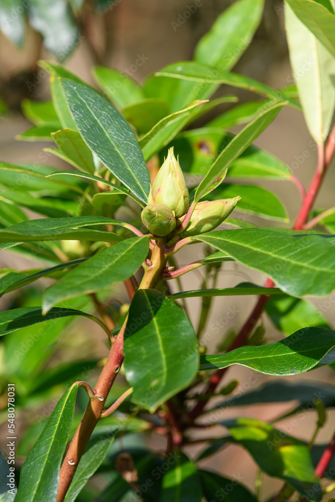 Close up of Rhododendron buds Close up of Rhododendron buds