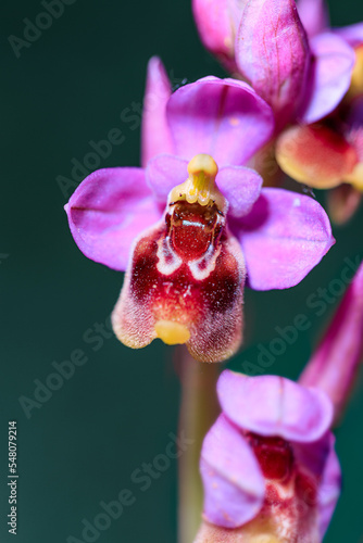 Extrañas y llamativas orquídeas photo
