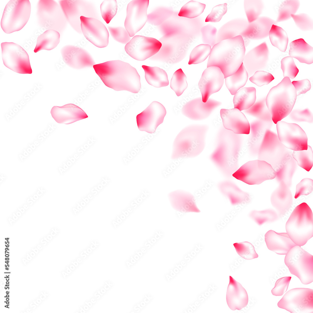 Pink cherry blossom petals isolated