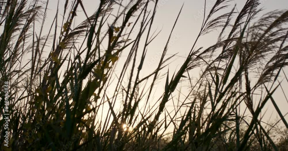 Reed grass flutter on wind against sunset. Reed grass flutter on wind against sunset.