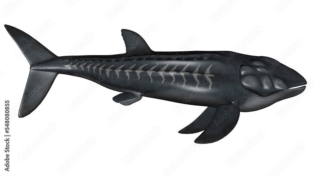 Fototapeta premium Leedsichthys prehistoric fish - 3D render