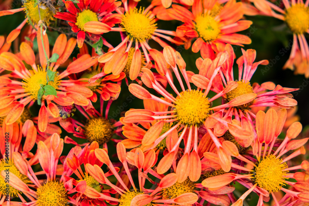 chrysanthemum flower in sunlight in autumn chrysanthemum flower in sunlight in autumn