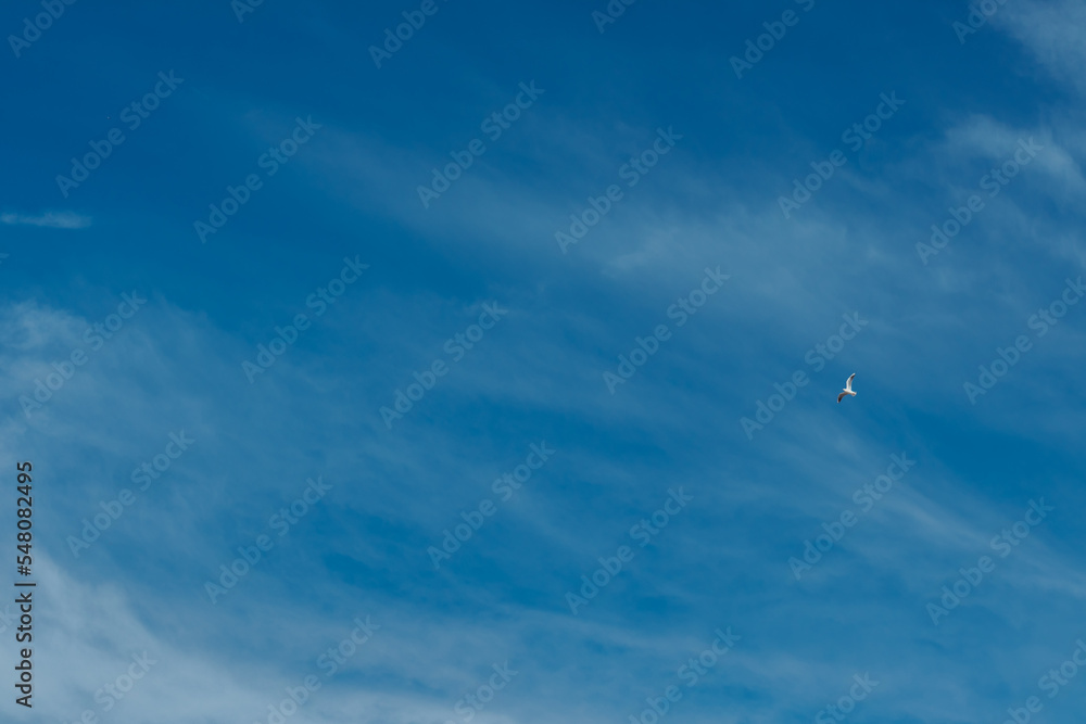 Sky with seagull 
