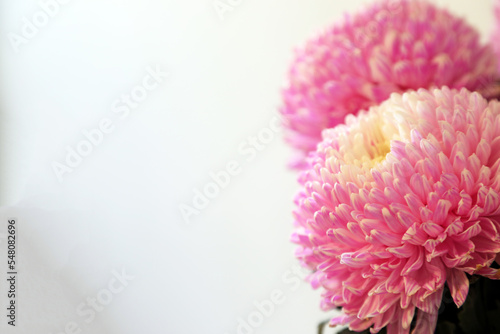 Closeup of pink and white Chrysanthemum flowers with shllow depth of focus
