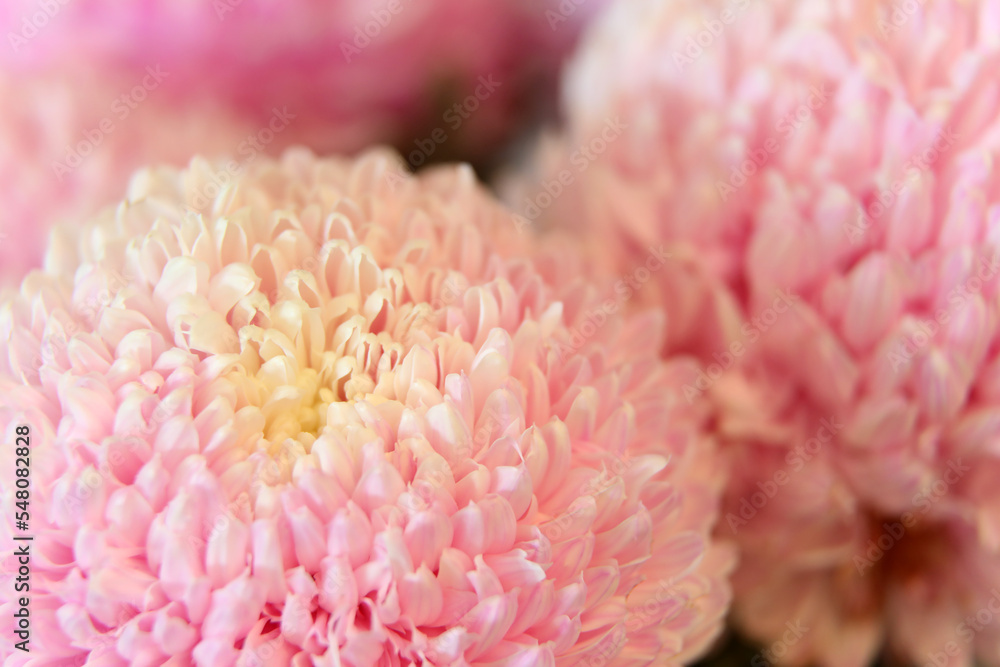 Closeup of pink and white Chrysanthemum flowers with shllow depth of focus Closeup of pink and white Chrysanthemum flowers with shllow depth of focus