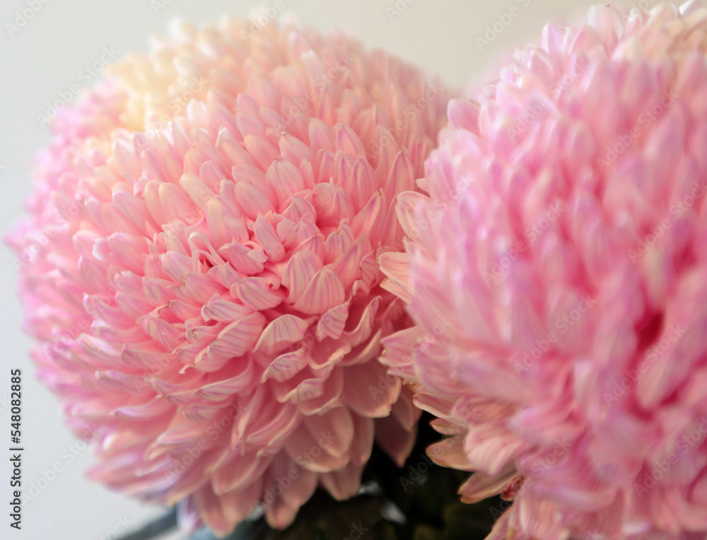 Closeup of pink and white Chrysanthemum flowers with shllow depth of focus
