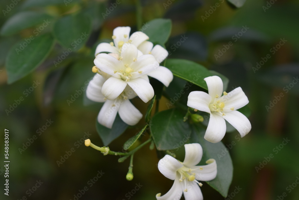beautiful white flowers beautiful white flowers