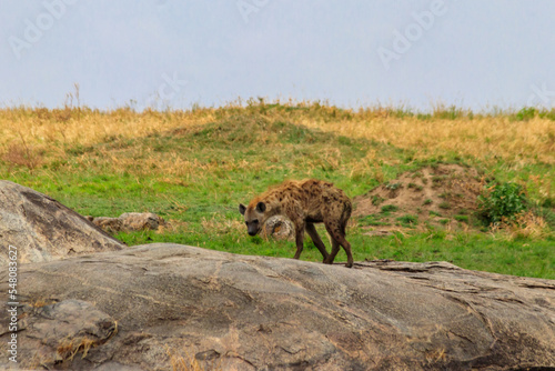 Spotted hyena (Crocuta crocuta), also known as the laughing hyena, in Serengeti National park in Tanzania