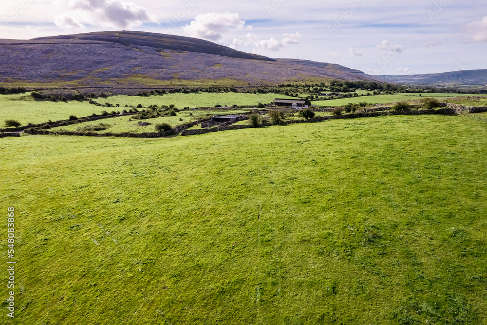 Cows grazing green juicy grass on a field in Burren area, Ireland. Agriculture and farming industry, Food supply chain. Aerial view. Warm sunny day. Traditional trade. Calm and peaceful mood. Cows grazing green juicy grass on a field in Burren area, Ireland. Agriculture and farming industry, Food supply chain. Aerial view. Warm sunny day. Traditional trade. Calm and peaceful mood.