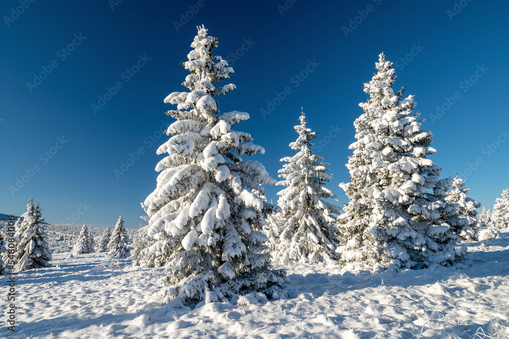 Winter Christmas landscape