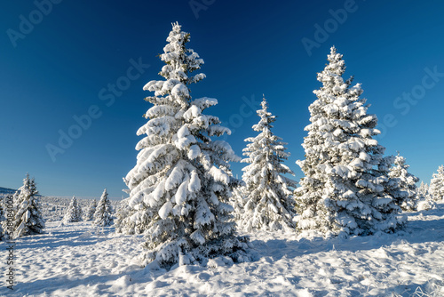 Winter Christmas landscape © alexugalek