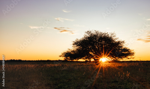 Calden at sunset, typical tree of La Pampa region in Argentina - Prosopis Caldenia photo