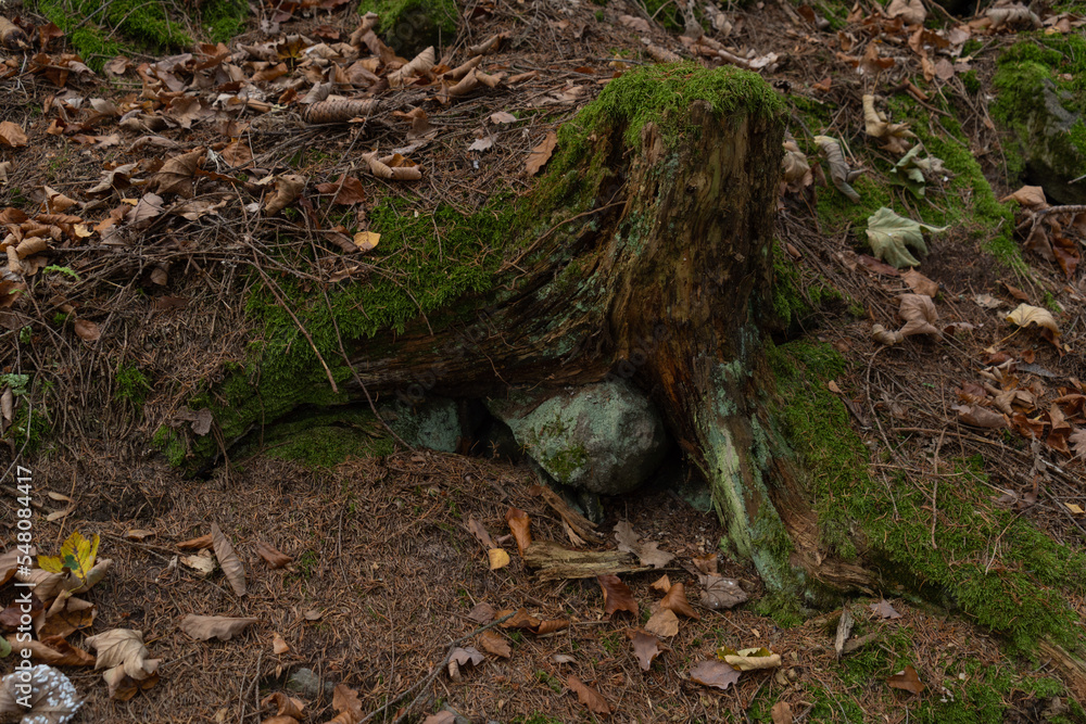 an old rotten stump with roots sticking out of the ground overgrown with moss in an autumn forest an old rotten stump with roots sticking out of the ground overgrown with moss in an autumn forest