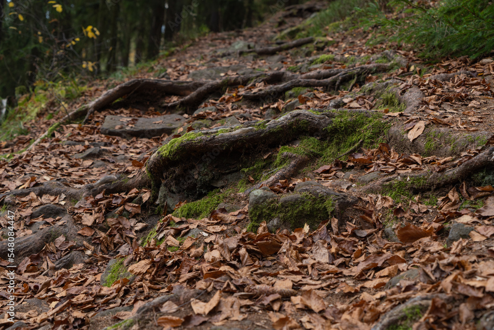 view of tree roots sticking out of the ground among the fallen leaves of trees on a hiking trail in a mixed forest in autumn view of tree roots sticking out of the ground among the fallen leaves of trees on a hiking trail in a mixed forest in autumn