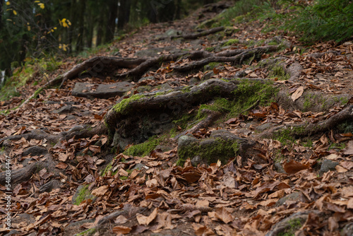 view of tree roots sticking out of the ground among the fallen leaves of trees on a hiking trail in a mixed forest in autumn