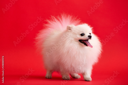 Dog breed Pomeranian spitz stands on a red background.