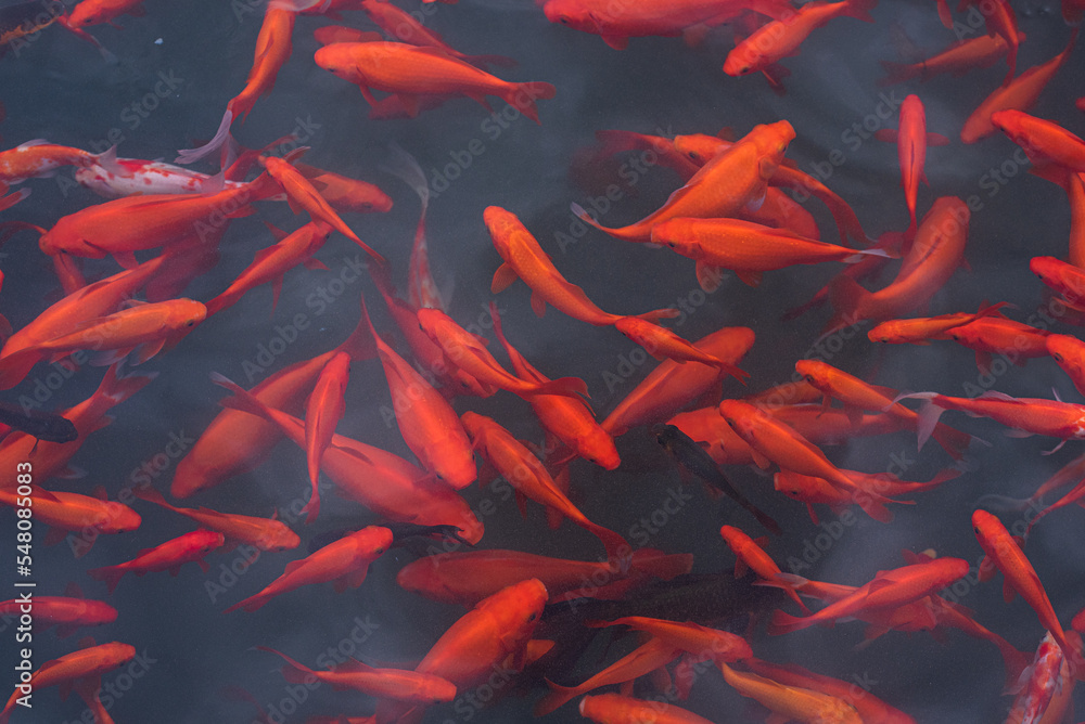 japanese koi fish in pond japanese koi fish in pond