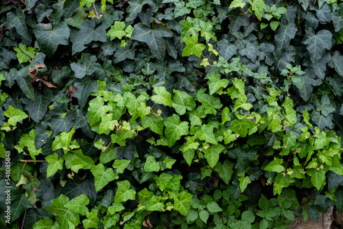 ivy on the wall, close up, background, texture