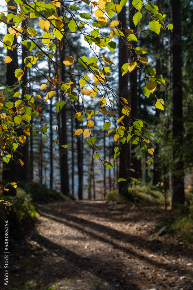 Fototapeta premium beautiful view of pine forest with tall trees in autumn sunlight