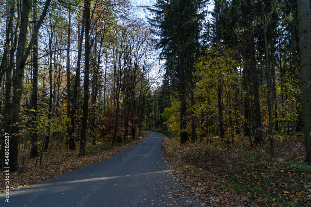 Fototapeta premium view of the alley between tall trees in autumn