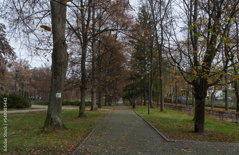view of the alley between tall trees in autumn view of the alley between tall trees in autumn