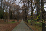 view of the path between tall trees in the park in perspective autumn park with yellow fallen leaves and bare trees in Polanica Zdroj Poland